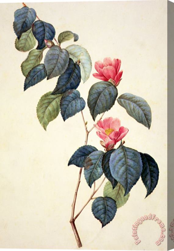 Pierre Joseph Redoute Camellia Japonica Stretched Canvas Print / Canvas Art