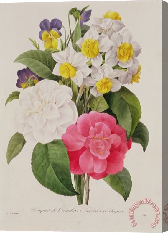 Pierre Joseph Redoute Camellias Narcissus And Pansies Stretched Canvas Painting / Canvas Art