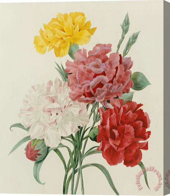 Pierre Joseph Redoute Carnations From Choix Des Plus Belles Fleures Stretched Canvas Print / Canvas Art