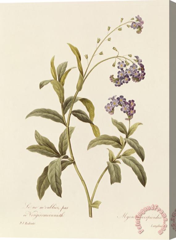 Pierre Joseph Redoute Forget Me Not Stretched Canvas Print / Canvas Art Pierre Joseph Redoute Forget Me Not Stretched Canvas Print / Canvas Art