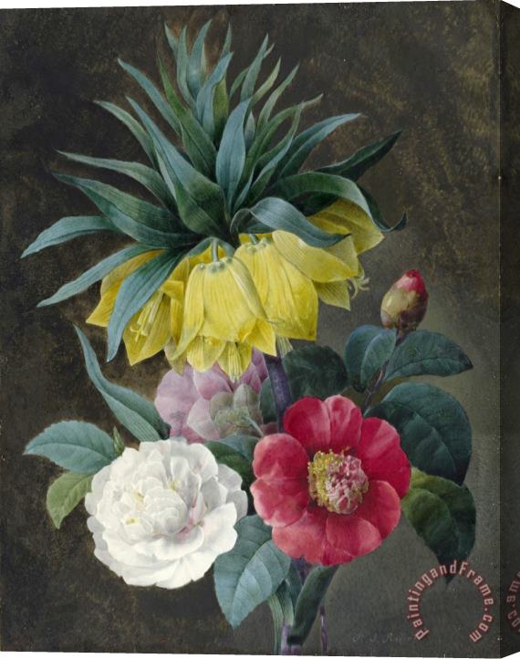 Pierre Joseph Redoute Four Peonies And a Crown Imperial Stretched Canvas Print / Canvas Art