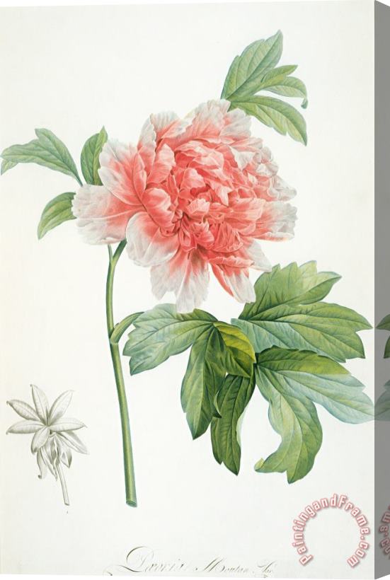 Pierre Joseph Redoute Peony Stretched Canvas Painting / Canvas Art