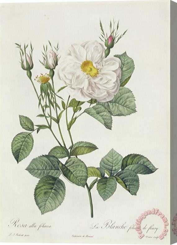 Pierre Joseph Redoute Rosa Alba Foliacea Stretched Canvas Print / Canvas Art