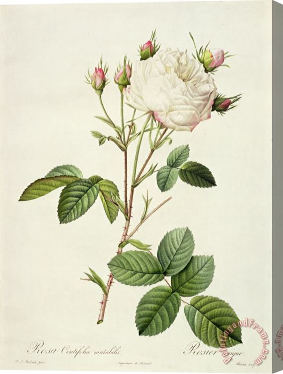 Pierre Joseph Redoute Rosa Centifolia Mutabilis Stretched Canvas Painting / Canvas Art