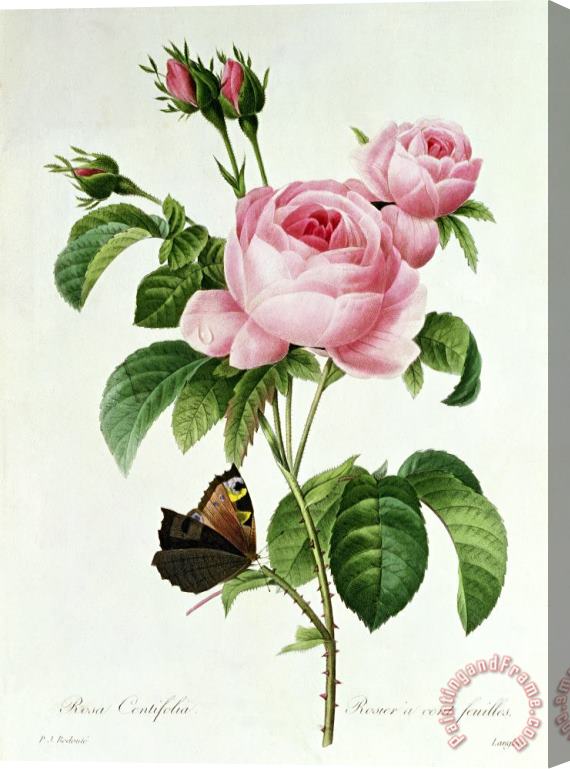 Pierre Joseph Redoute Rosa Centifolia Stretched Canvas Print / Canvas Art