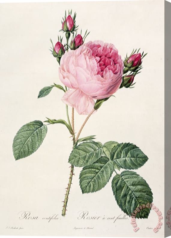 Pierre Joseph Redoute Rosa Centifolia Stretched Canvas Print / Canvas Art