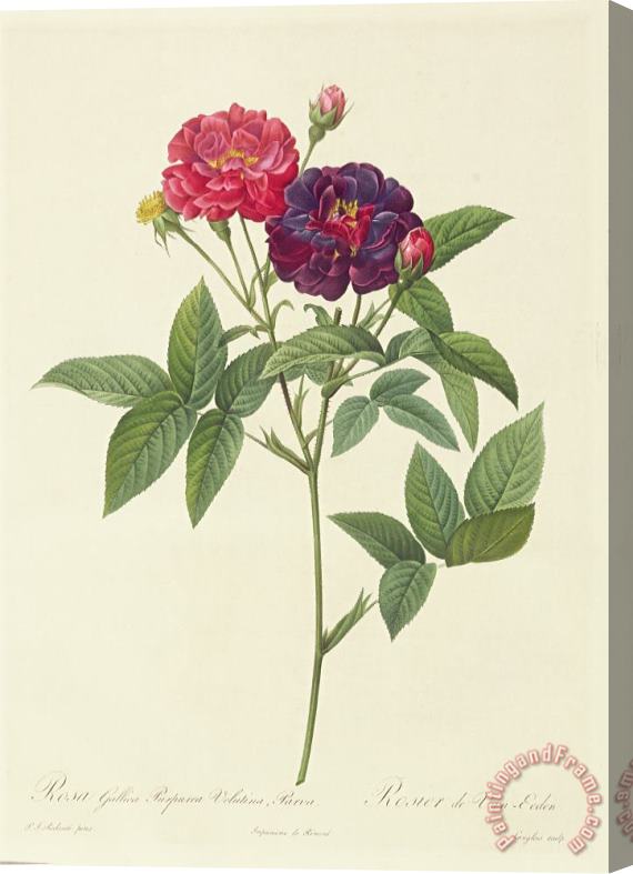 Pierre Joseph Redoute Rosa Gallica Purpurea Velutina Stretched Canvas Painting / Canvas Art