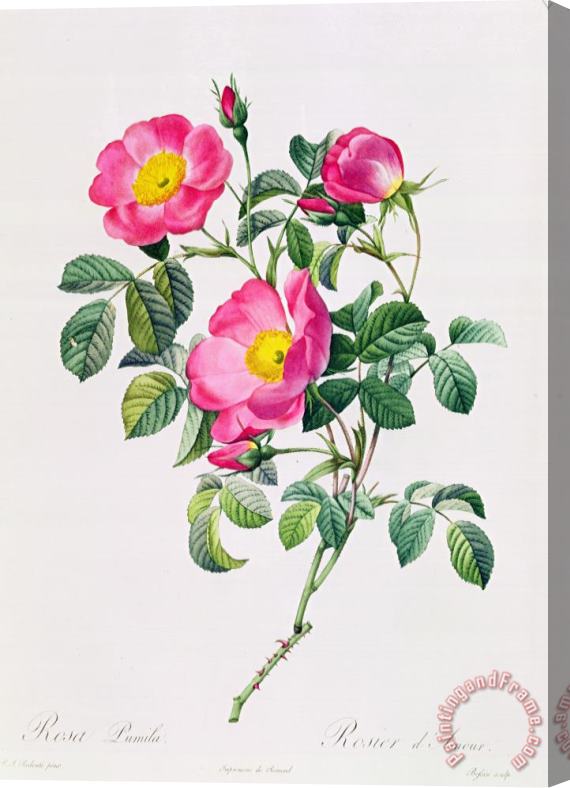 Pierre Joseph Redoute Rosa Lumila Stretched Canvas Print / Canvas Art