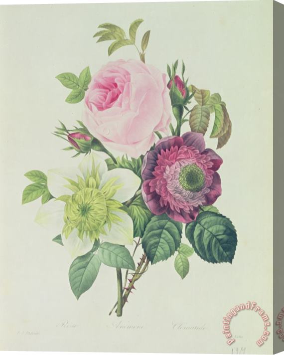 Pierre Joseph Redoute Rose Stretched Canvas Print / Canvas Art