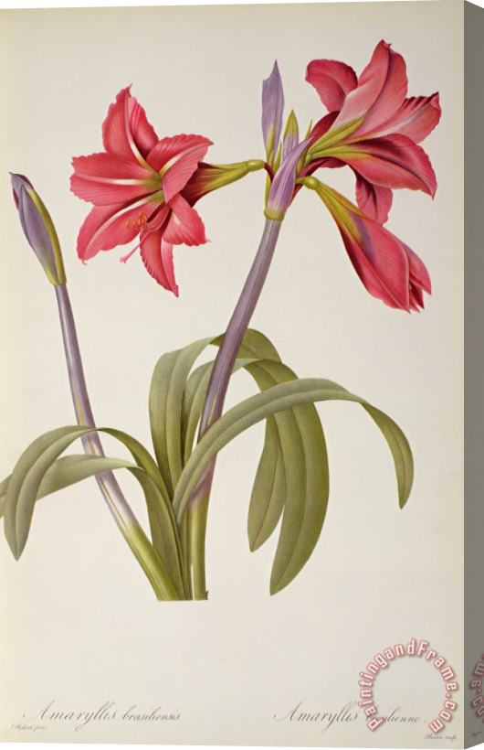 Pierre Redoute Amaryllis Brasiliensis Stretched Canvas Print / Canvas Art