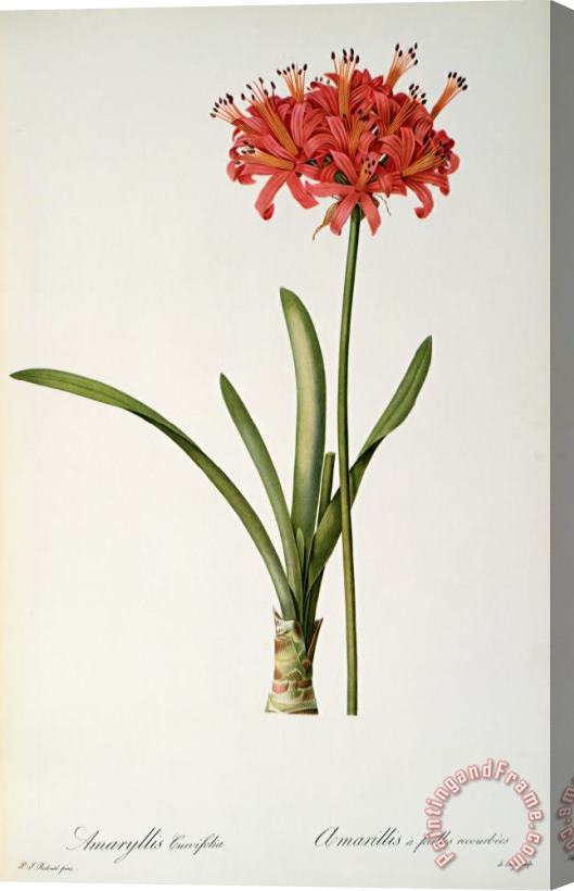 Pierre Redoute Amaryllis Curvifolia Stretched Canvas Print / Canvas Art