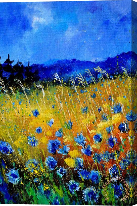 Pol Ledent Blue cornflowers Stretched Canvas Print / Canvas Art