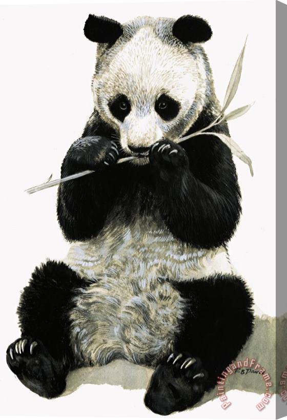 R B Davis Panda Stretched Canvas Painting / Canvas Art