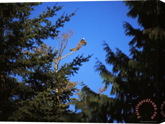 Raymond Gehman A Bald Eagle Haliaeetus Leucocephalus Rests in a Bare Tree Top Stretched Canvas Print / Canvas Art
