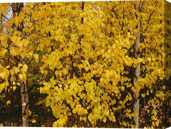 Raymond Gehman A Birch Tree Yellowed by The Autumn Season Stretched Canvas Painting / Canvas Art