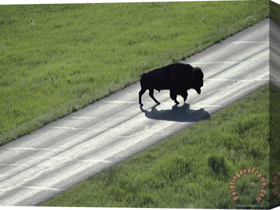 Raymond Gehman A Bison Bull Ambles Across Lamar Valley Road Stretched Canvas Print / Canvas Art