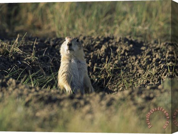 Raymond Gehman A Black Tailed Prairie Dog Peers Over The Entrance to Its Burrow Stretched Canvas Painting / Canvas Art