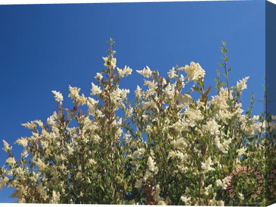 Raymond Gehman A Bush Bearing White Flower Spikes Reaches Skyward Stretched Canvas Print / Canvas Art