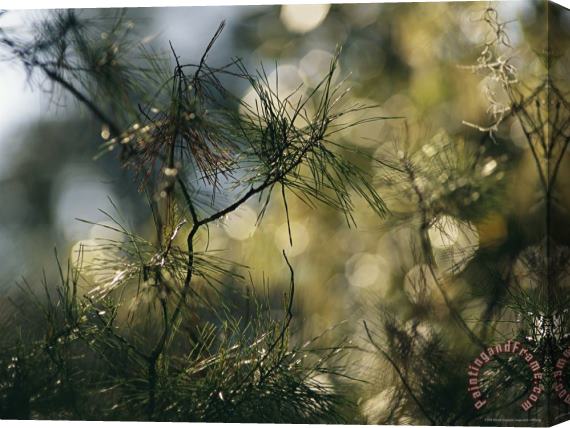 Raymond Gehman A Close View of a Cluster of Pine Needles Stretched Canvas Painting / Canvas Art