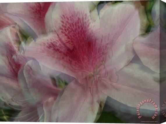 Raymond Gehman A Close View of a Gently Swaying Azalea Blossom Stretched Canvas Print / Canvas Art