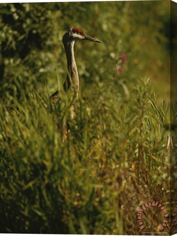 Raymond Gehman A Close View of a Sandhill Crane Standing in Tall Grasses Stretched Canvas Painting / Canvas Art
