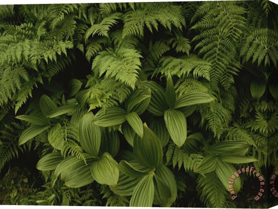 Raymond Gehman A Close View of Ferns And Hellebore Stretched Canvas Print / Canvas Art