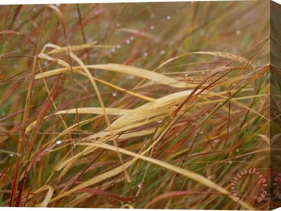 Raymond Gehman A Close View of Raindrops on The Meadow Grass Stretched Canvas Painting / Canvas Art