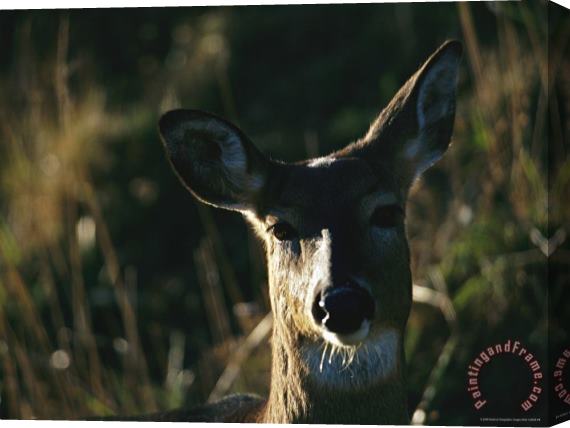Raymond Gehman A Close View of The Face of a White Tailed Deer Stretched Canvas Print / Canvas Art