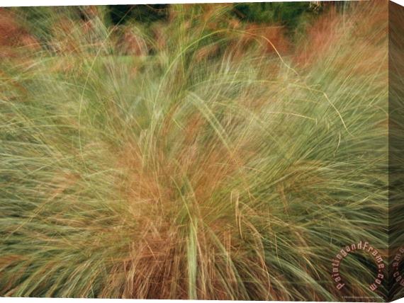 Raymond Gehman A Close View of Wind Rustled Maiden Grass Stretched Canvas Print / Canvas Art