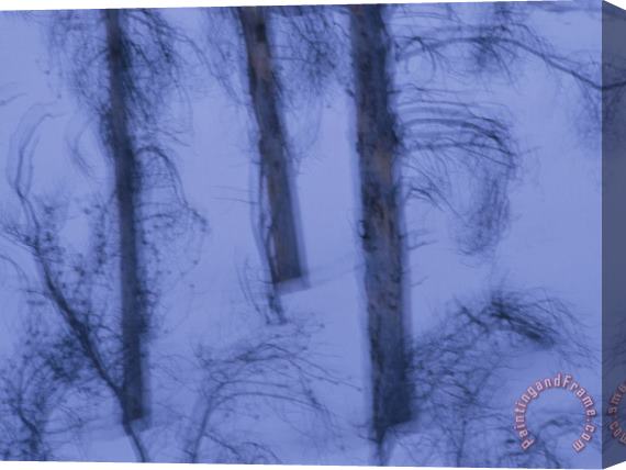 Raymond Gehman A Cold Wintry View of Leafless Trees in a Snowy Landscape Stretched Canvas Print / Canvas Art