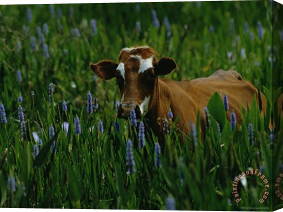 Raymond Gehman A Cow Stands in a Field of Green Grass And Purple Heather Stretched Canvas Print / Canvas Art
