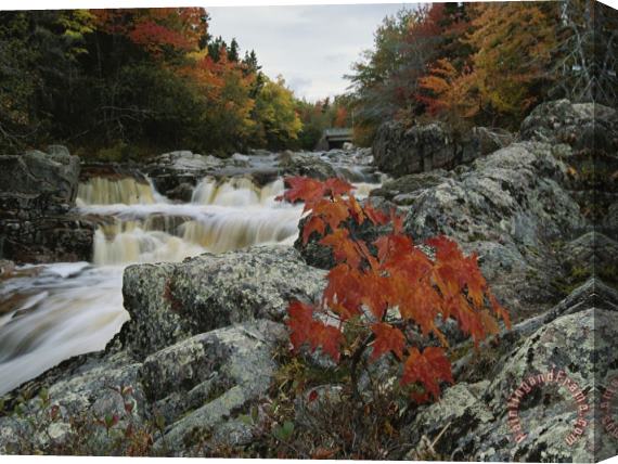Raymond Gehman A Creek Rushes Past Autumn Colored Trees Stretched Canvas Print / Canvas Art