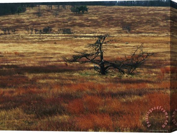 Raymond Gehman A Dead Tree And Sedges in a Meadow Stretched Canvas Print / Canvas Art