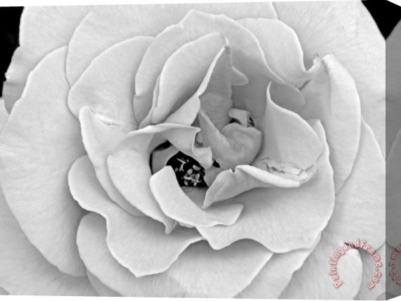 Raymond Gehman A Delicate And Splendid Rose Opens Up Her Petals Stretched Canvas Print / Canvas Art