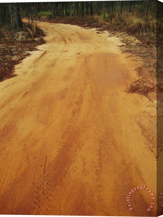 Raymond Gehman A Dirt Road Traveling Through a Forest Stretched Canvas Painting / Canvas Art