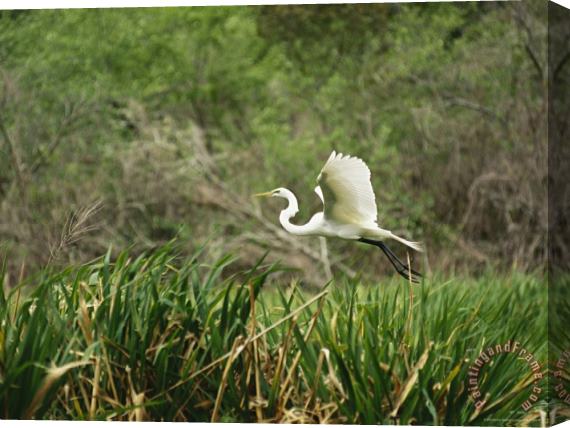 Raymond Gehman A Great Egret Casmerodius Albus Flying Over Tall Grasses Stretched Canvas Print / Canvas Art