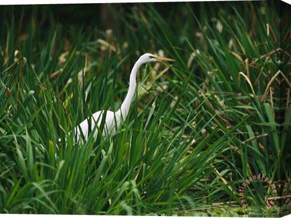 Raymond Gehman A Great Egret Casmerodius Albus Standing in Tall Grasses Stretched Canvas Print / Canvas Art