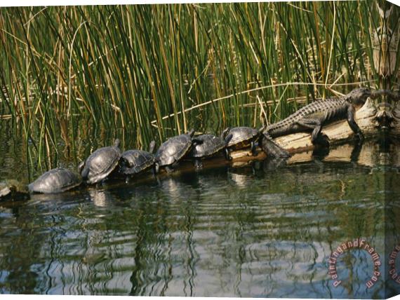 Raymond Gehman A Group of Aquatic Turtles And an American Alligator Bask on a Log Stretched Canvas Print / Canvas Art