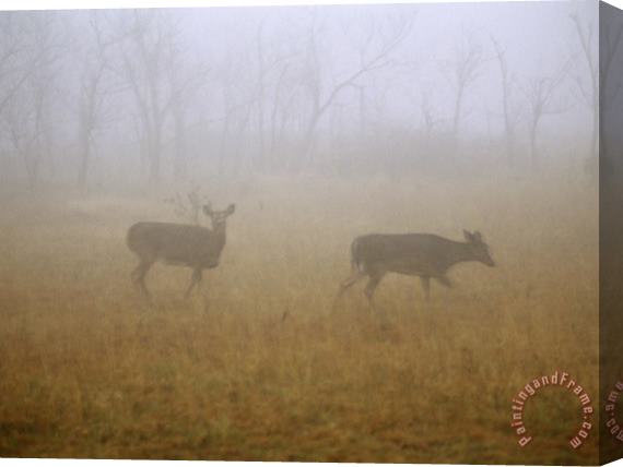 Raymond Gehman A Group of White Tailed Deer Does on a Foggy Morning Stretched Canvas Painting / Canvas Art