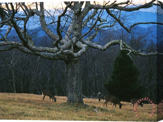 Raymond Gehman A Group of White Tailed Deer Grazing Under an Old Oak Tree Stretched Canvas Print / Canvas Art
