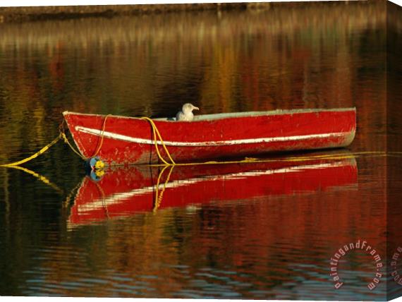 Raymond Gehman A Gull Rests on an Old Rowboat Stretched Canvas Print / Canvas Art