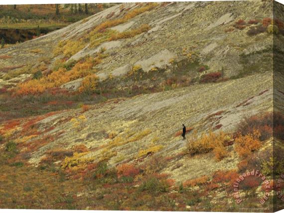 Raymond Gehman A Lone Person Walks Down a Lichen Covered Hill Stretched Canvas Painting / Canvas Art