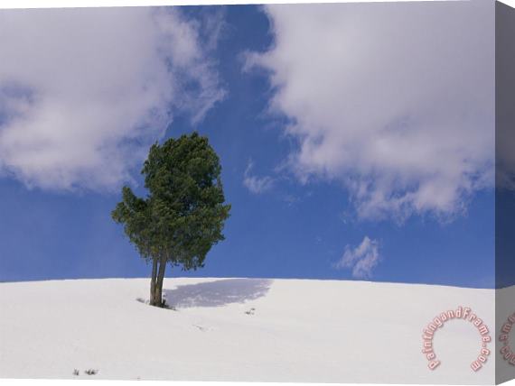 Raymond Gehman A Lone Whitebark Pine Tree on a Snowy Hill Stretched Canvas Painting / Canvas Art