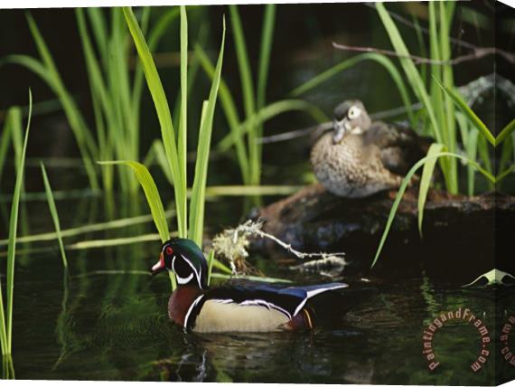 Raymond Gehman A Male Wood Duck Swims Past Its Mate Perched on a Log Stretched Canvas Print / Canvas Art