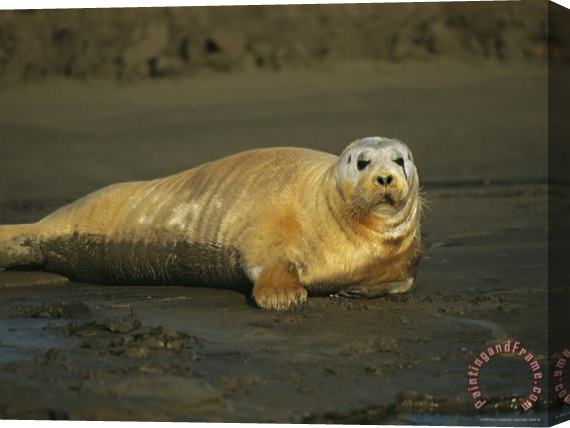 Raymond Gehman A Molting Bearded Seal Lolls on The Beach Stretched Canvas Painting / Canvas Art