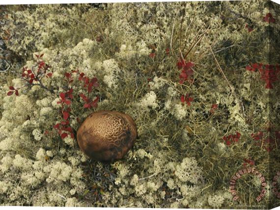 Raymond Gehman A Mushroom Grows Among a Cranberry Bush And Lichens Stretched Canvas Print / Canvas Art