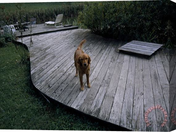 Raymond Gehman A Pet Dog Standing on a Deck Stretched Canvas Print / Canvas Art