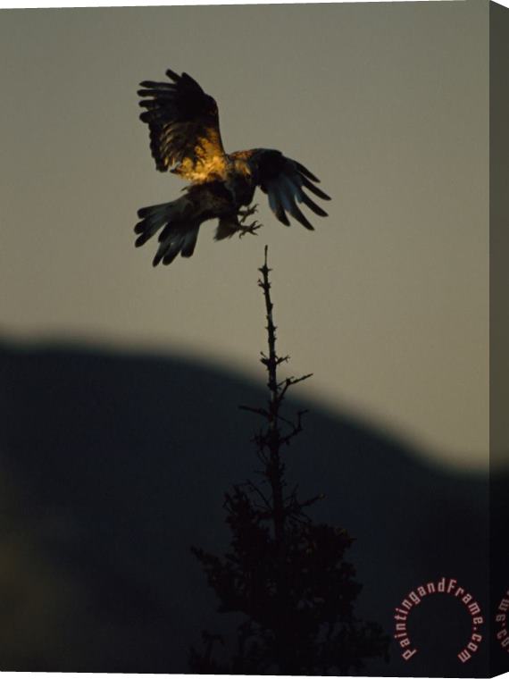 Raymond Gehman A Rough Legged Hawk Comes in for a Landing on The Spire of a Tree Ivvavik Yukon Stretched Canvas Print / Canvas Art