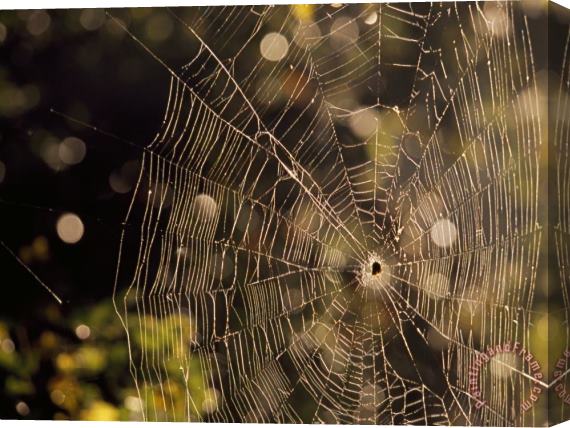 Raymond Gehman A Spider Sitting in The Middle of It S Orb Web Stretched Canvas Print / Canvas Art
