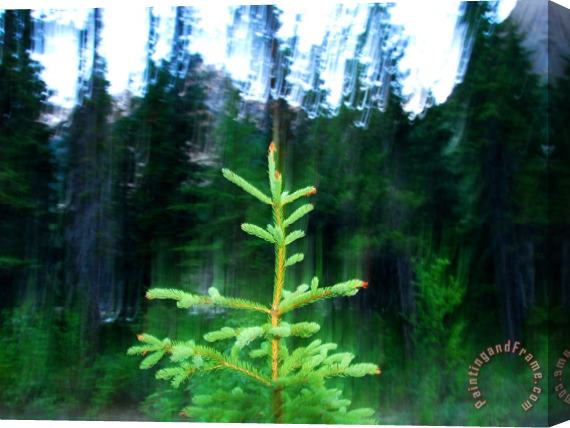 Raymond Gehman A Spruce Seedling Is Highlighted by The Camera S Flash at Twilight Stretched Canvas Painting / Canvas Art